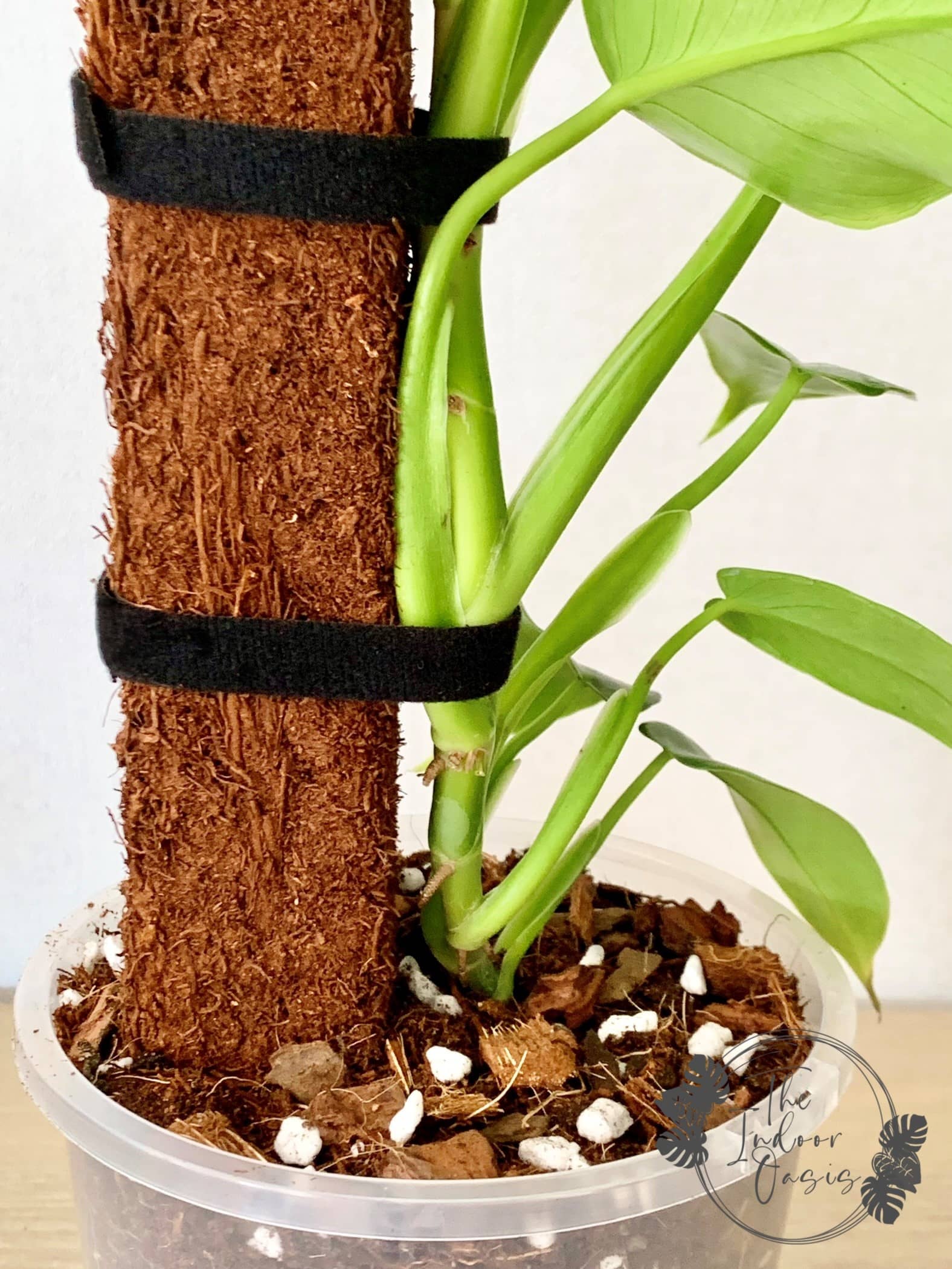 Velcro Plant Support Ties Black on Fern Fibre Totem The Indoor Oasis NZ
