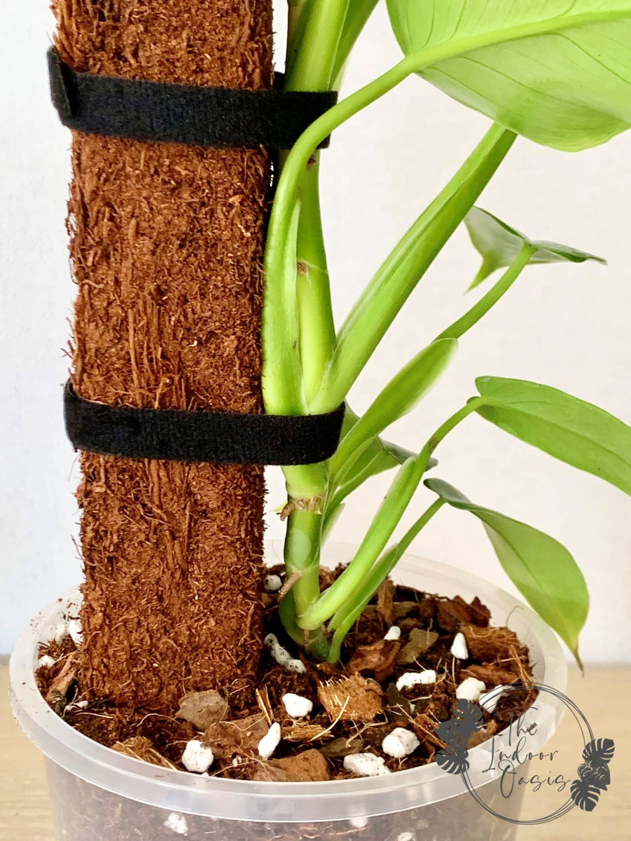 Velcro Plant Support Ties 5m Roll – The Indoor Oasis NZ