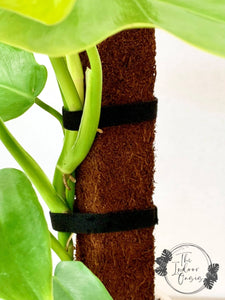 Velcro Plant Support Black on Fern Fibre Totem The Indoor Oasis NZ