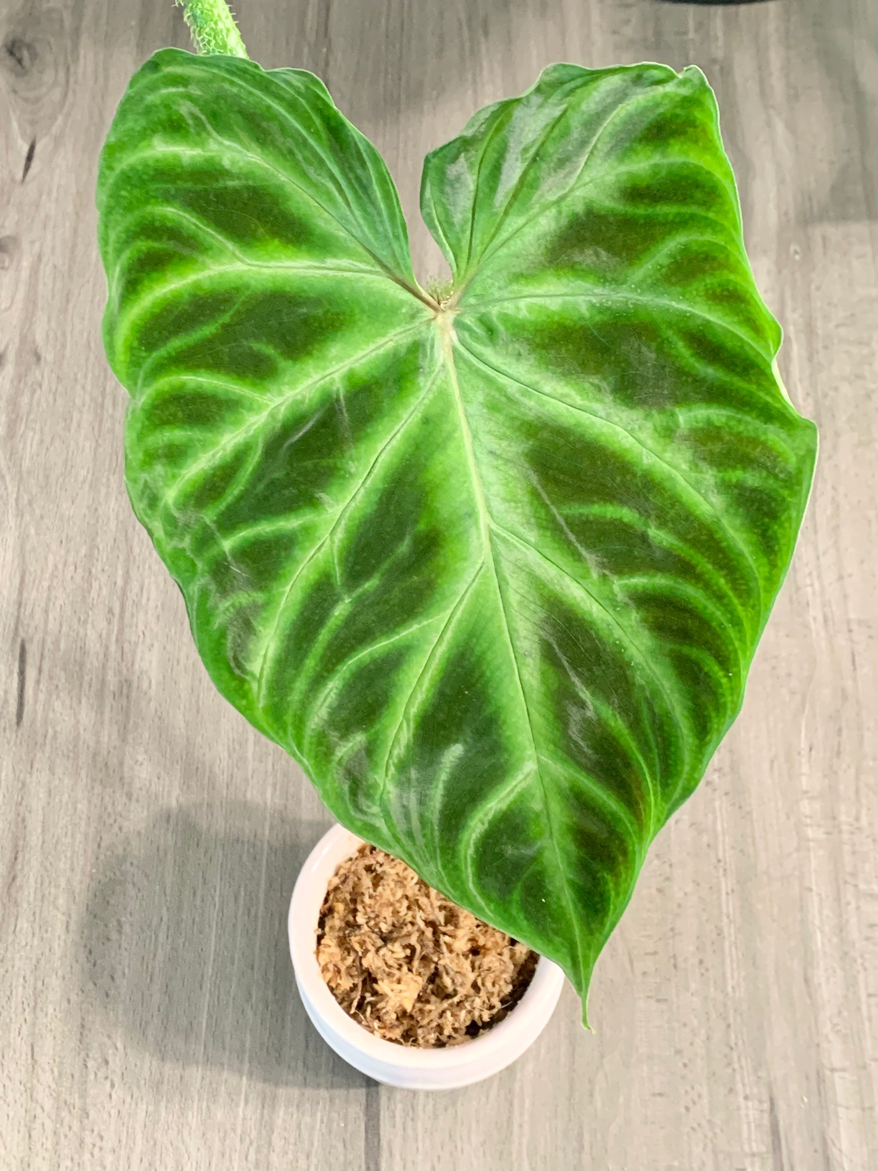 buy philodendron nz Philodendron Verrucosum cutting – The Indoor Oasis NZ