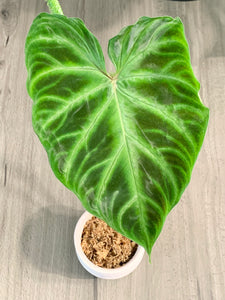 Philodendron Verrucosum cutting