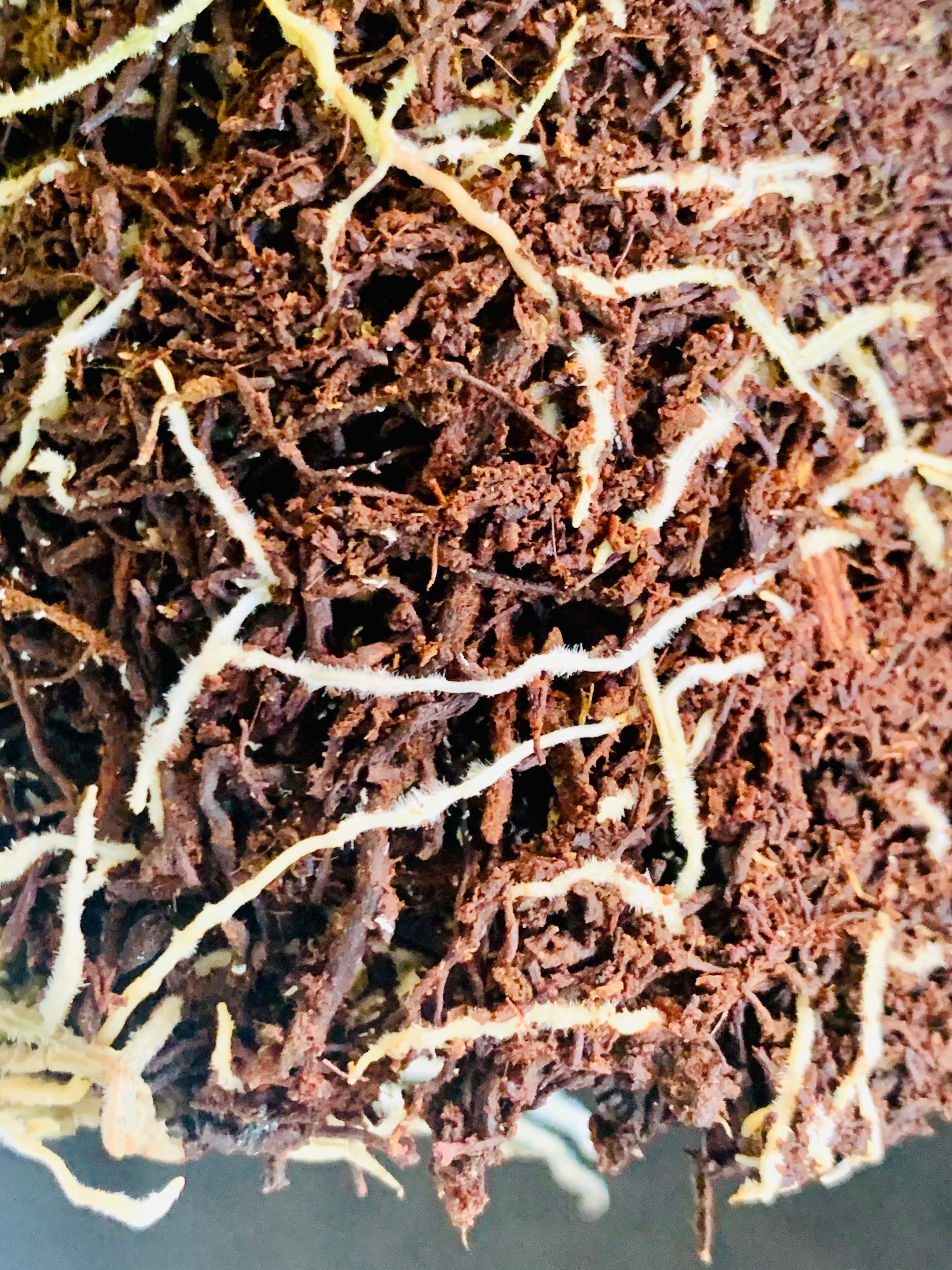 Fernwood Tree Fern Fibre Substrate 5L Bag
